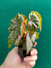 Begonia malachosticta NEW