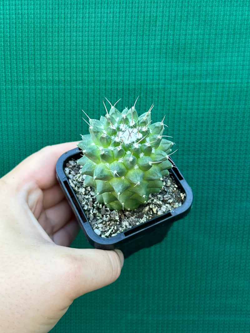 Mammillaria toluca