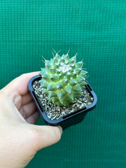 Mammillaria polythele 'Toluca'