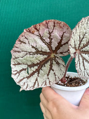 Begonia ‘Idolwood’ NEW