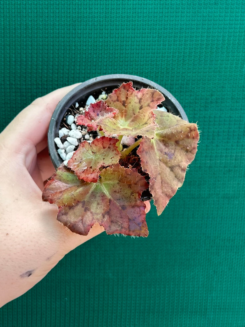 Begonia ‘Russet Queen’ x. Self NEW