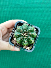 Gymnocalycium