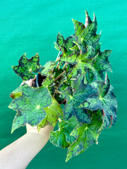 Begonia NOID 25