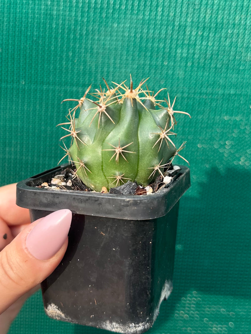 Ferocactus herrerae