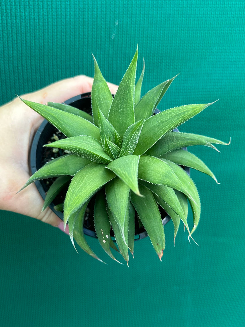 Haworthia Hybrid CV ‘Sandpaper’