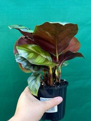 Calathea ‘Orbifolia’