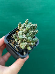 Matucana Polzii