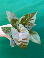 Syngonium 'Berry’