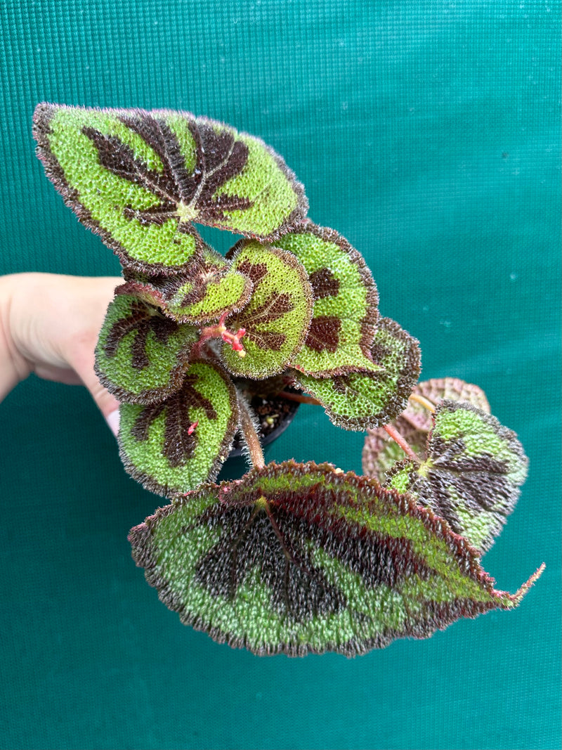 Begonia variegata