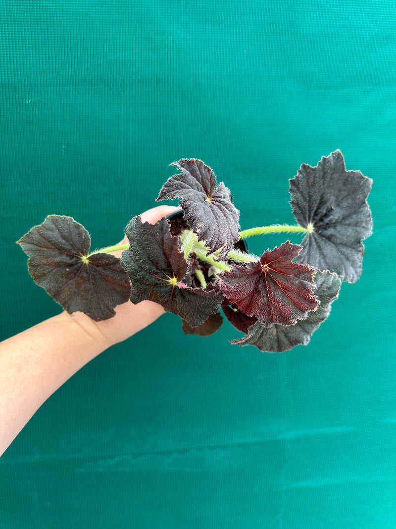 Begonia ‘Velvet’