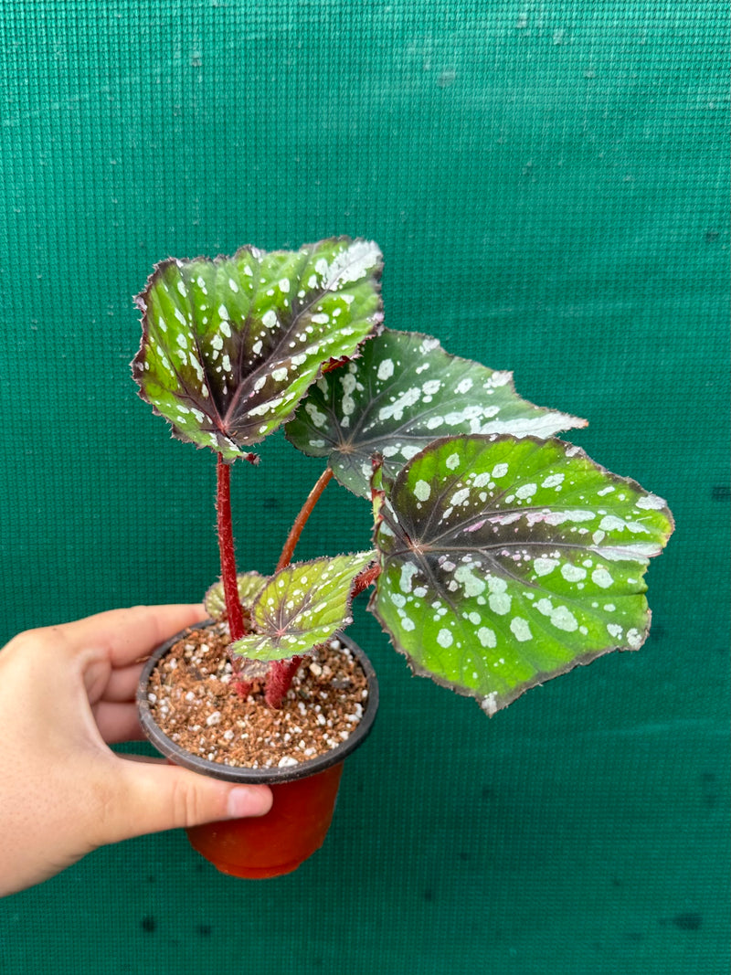 Begonia NOID 40 NEW