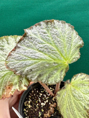 Begonia ‘Blanche’