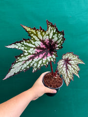 Begonia ‘Fiery Heart’ NEW