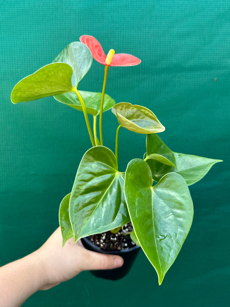 Anthurium NOID 2 NEW