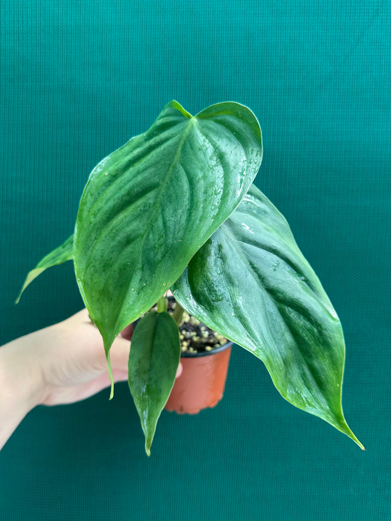 Philodendron ‘Tenue x Plowmanii’