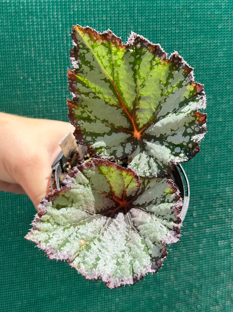 Begonia ‘Australian Fair’ NEW