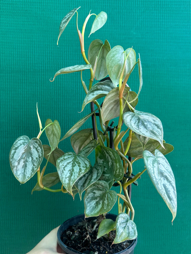 Philodendron Brandtianum