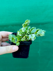 Crassula ‘Ivory Pagoda’