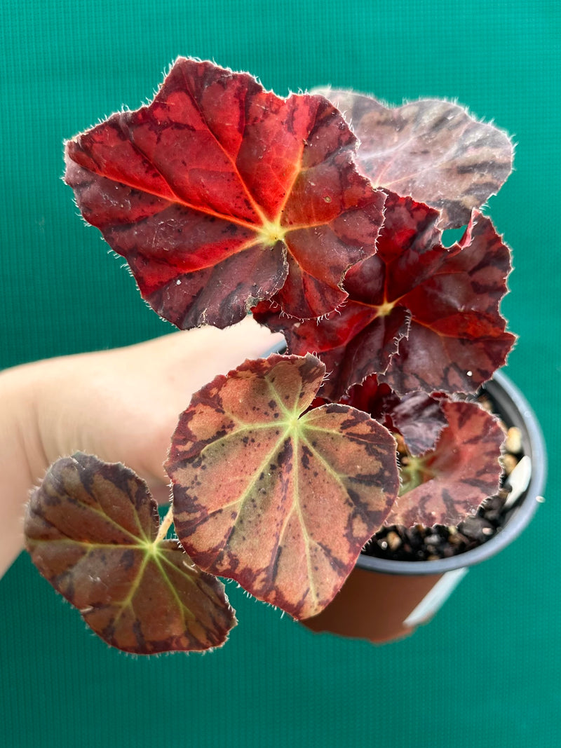 Begonia ‘Meteor’ NEW