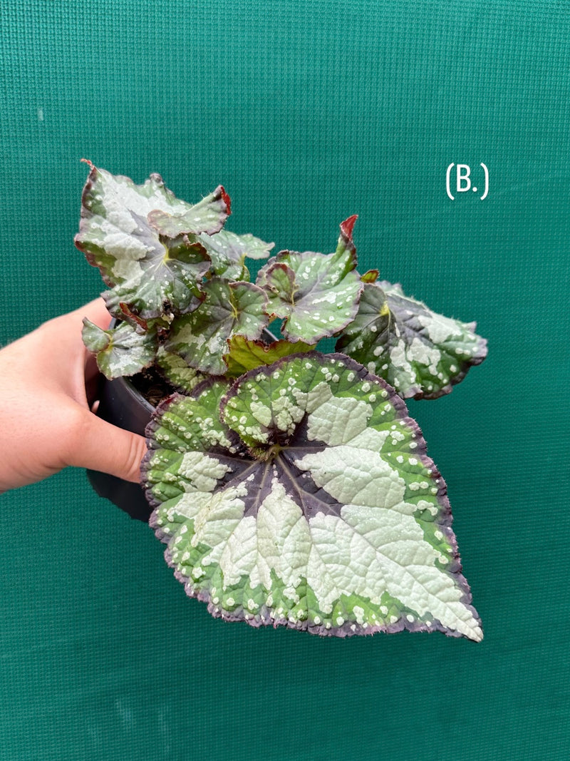 Begonia ‘Green Shadow’ NEW