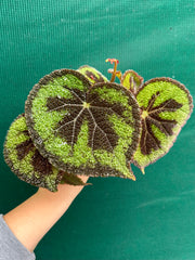 Begonia variegata