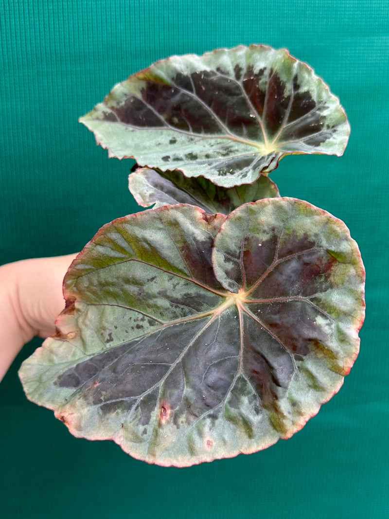 Begonia ‘Burkillii’