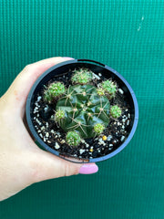 Glymnocalycium anistsii f. compacta