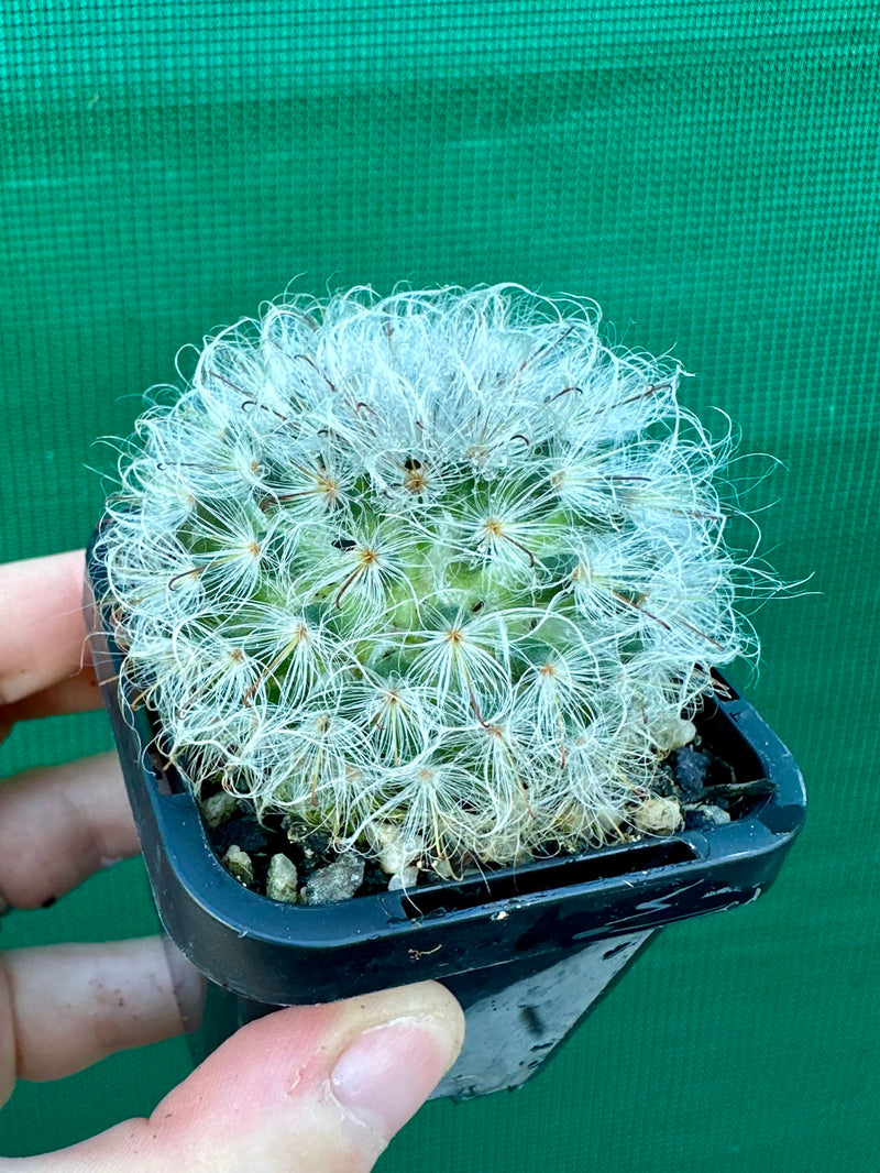 Mammillaria bocosana v splendens