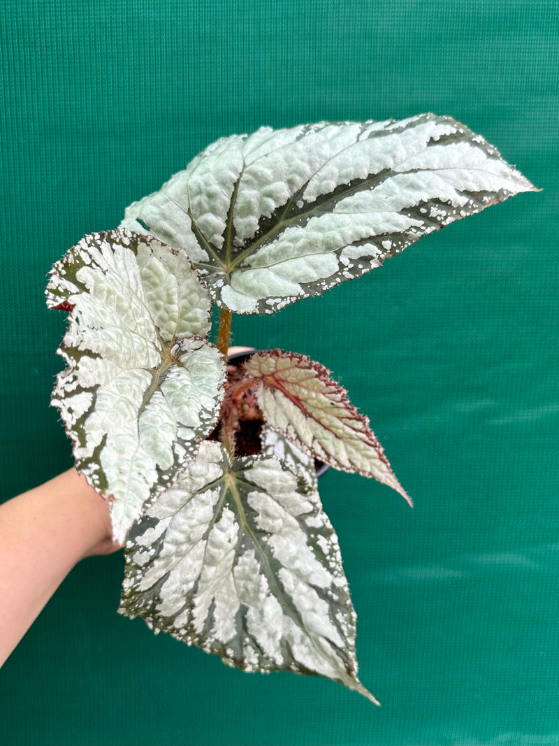 Begonia ‘She’s Jake’ NEW