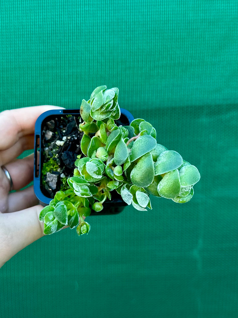 Crassula ‘Ivory Pagoda’