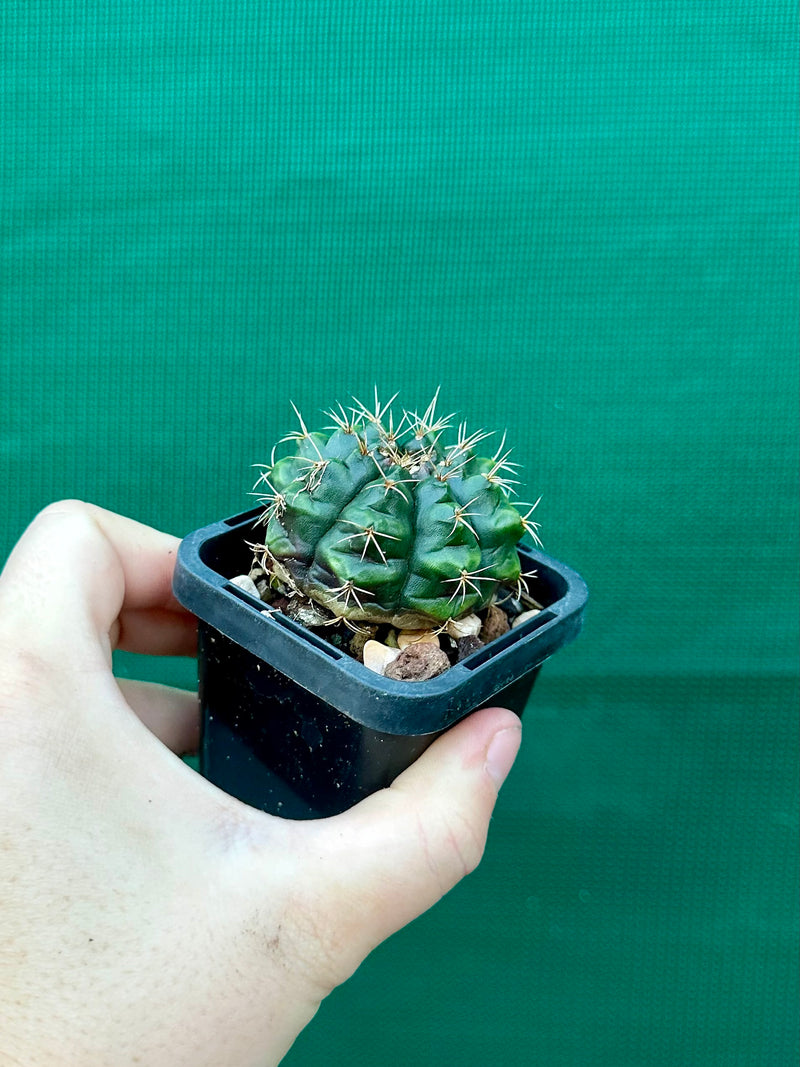 Gymnocalycium