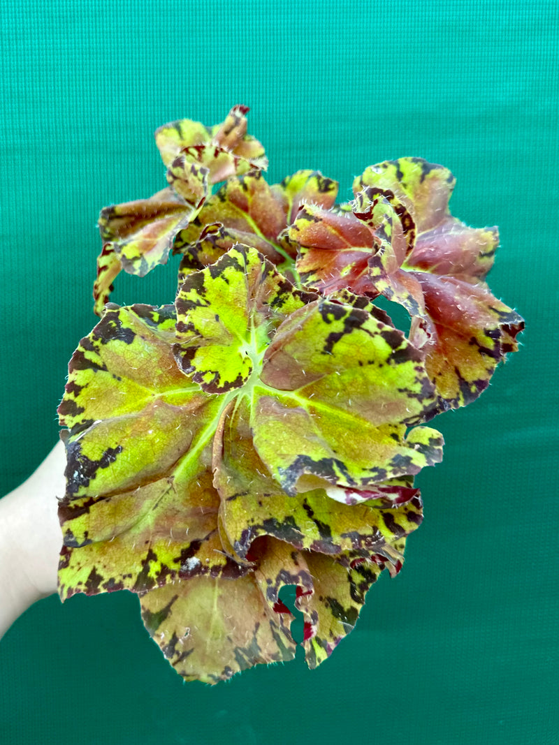 Begonia ‘Russet Queen’