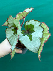 Begonia ‘Silver Anniversary’ NEW