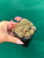 Rebutia pink sensation