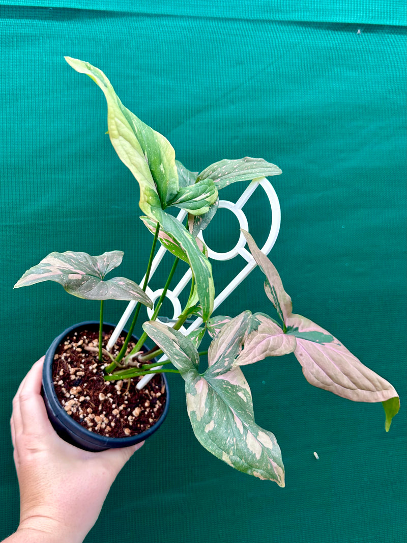 Syngonium ‘Red Spot’