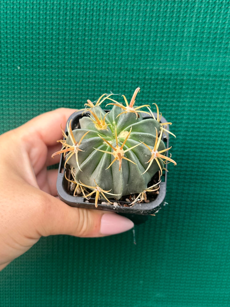 ferocactus latispinus