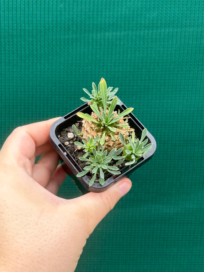 Euphorbia ‘Pineapple Head’ NEW