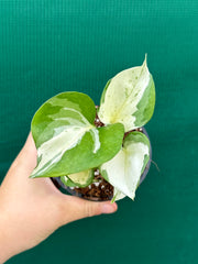 Epipremnum Aureum ‘Manjula