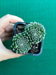 Sempervivum arachnoidium