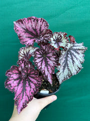 Begonia NOID 56 NEW