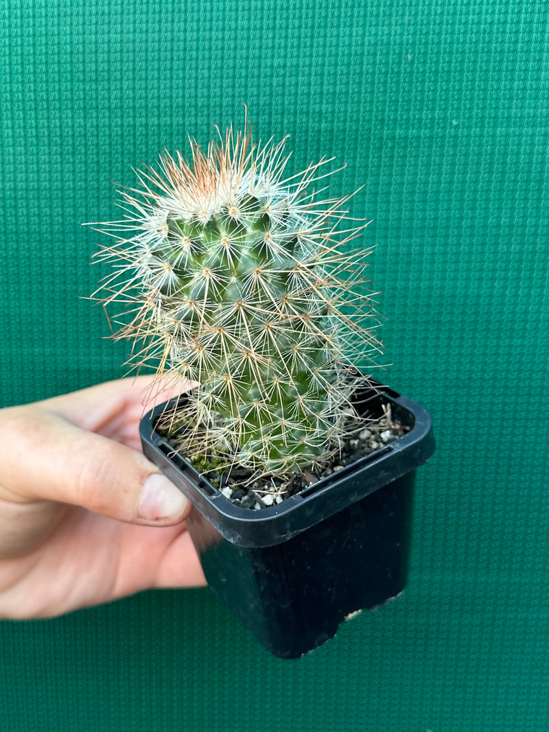 Mammillaria magnifica