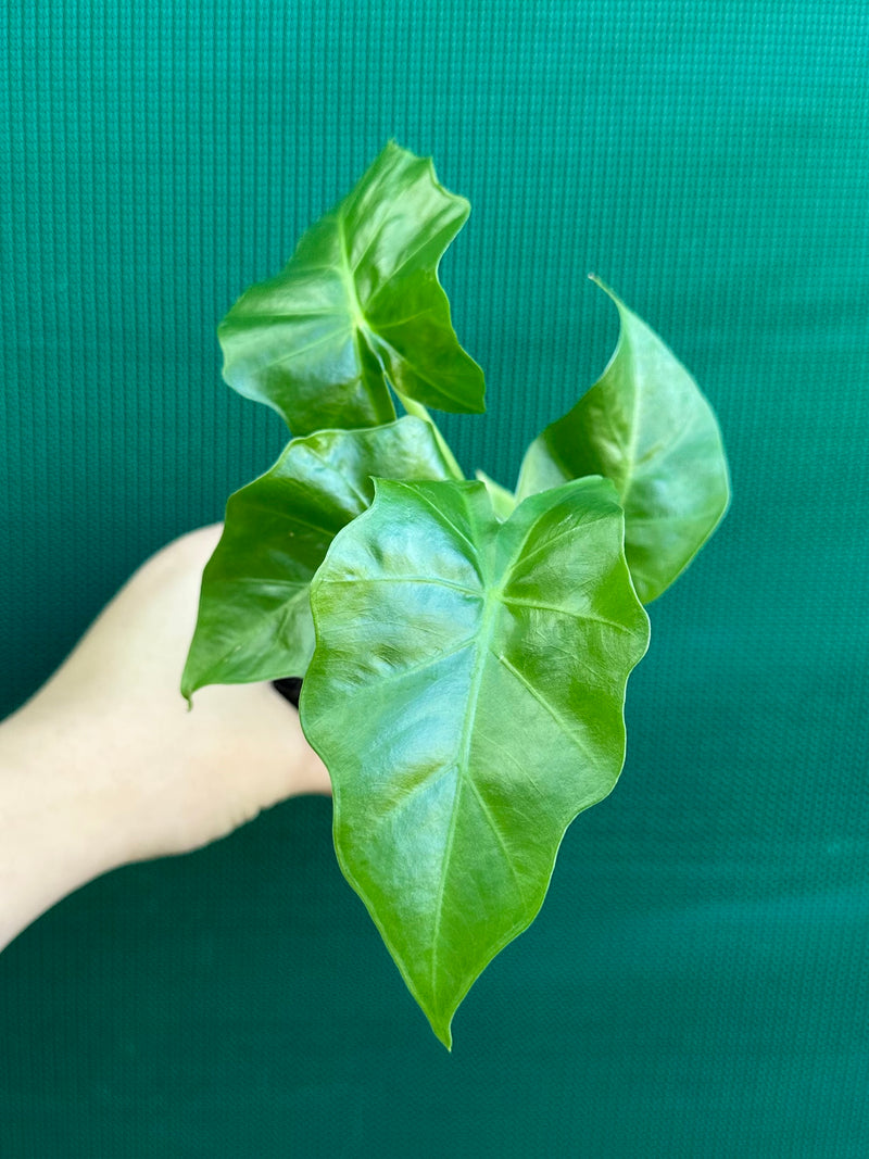 Alocasia ‘Low Rider’