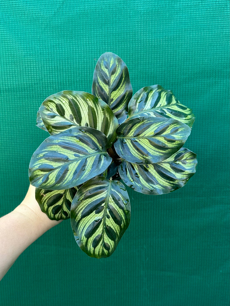 Calathea ‘Makoyana’