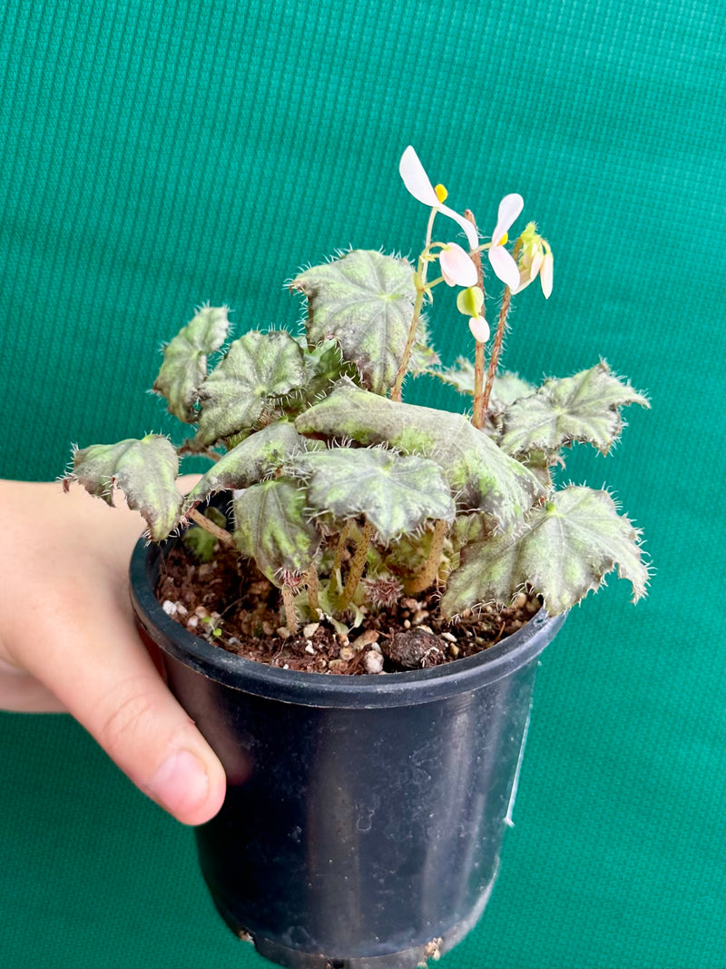 Begonia ‘Warden Bend’