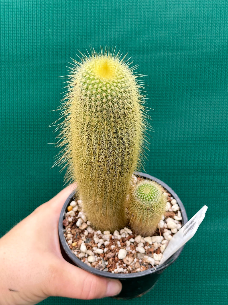 Echinopsis ‘Golden Torch’ NEW