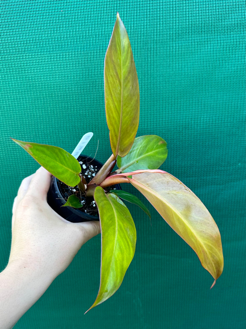 Philodendron ‘Prince of Orange’