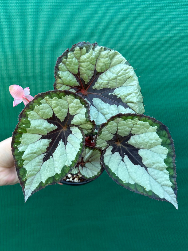 Begonia ‘Lively Ladd’