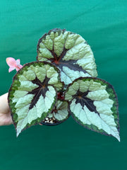 Begonia ‘Lively Ladd’