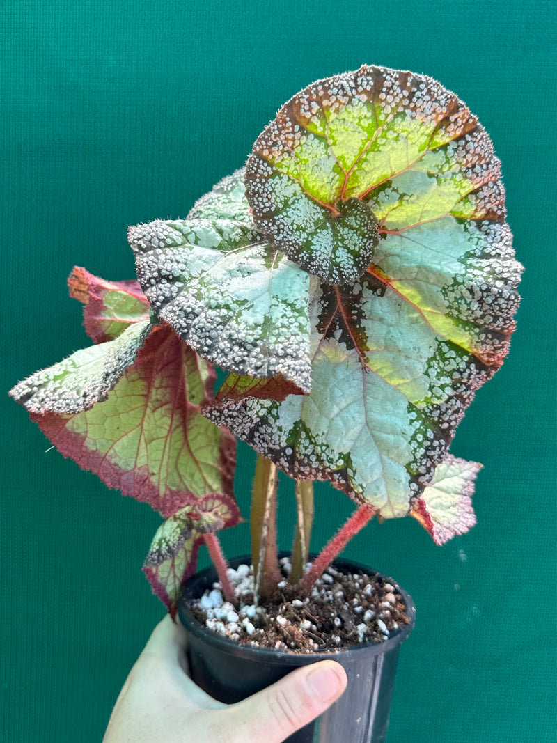 Begonia NOID 66 NEW