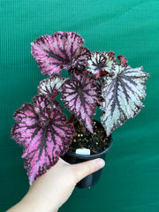 Begonia NOID 56 NEW